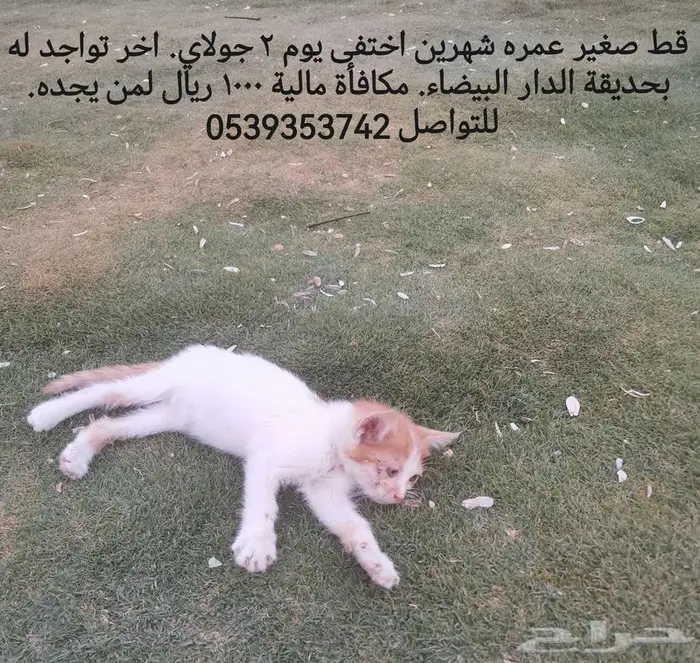 قط صغير مفقود في حي الدار البيضاء  مكافأه مالية لمن يجده 0