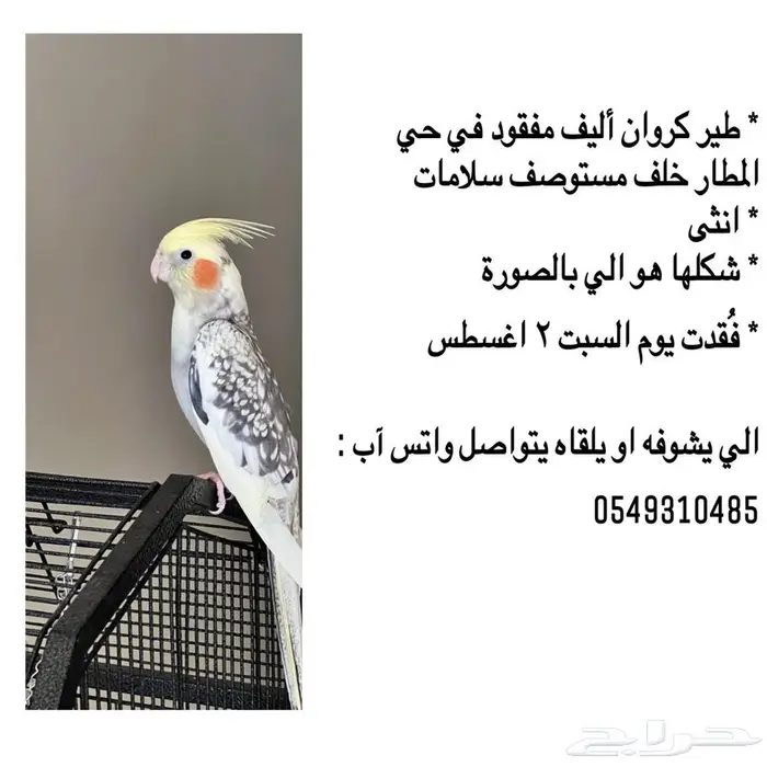 كروان انثى مفقود حي المطار 0
