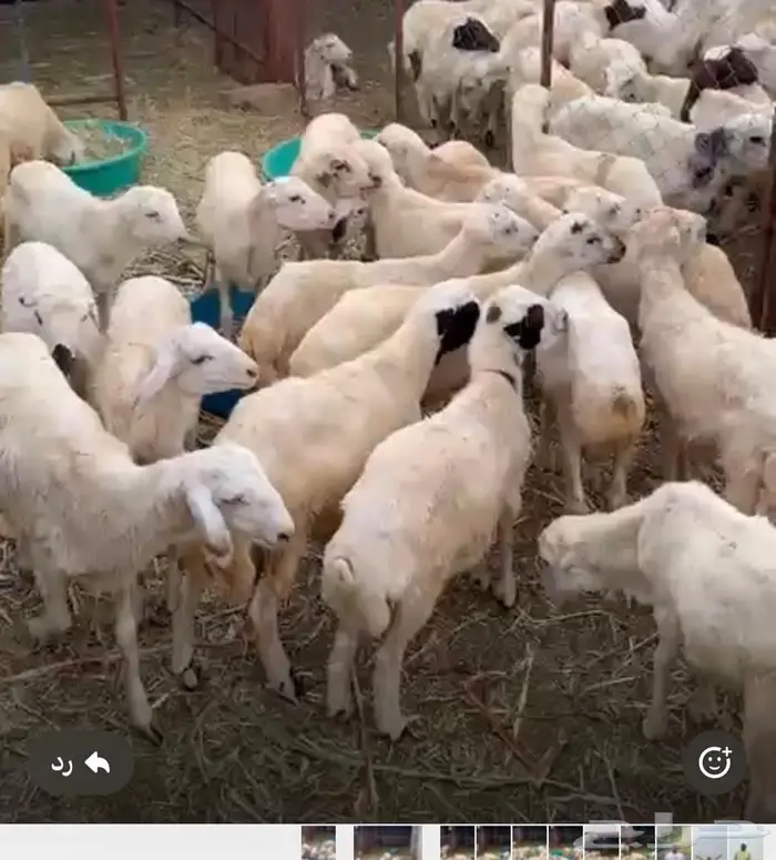 خرفان تربية بلدي 2