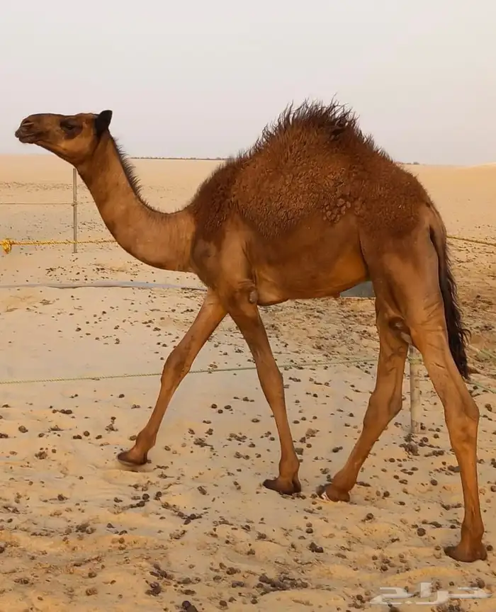 للبيع قعود مجهم 0