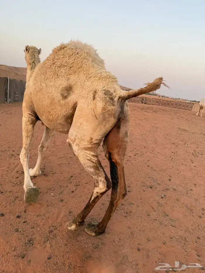 لقحه وضحا وقعود قصب (ارجوا قراءة الإعلان جيدا ) 0
