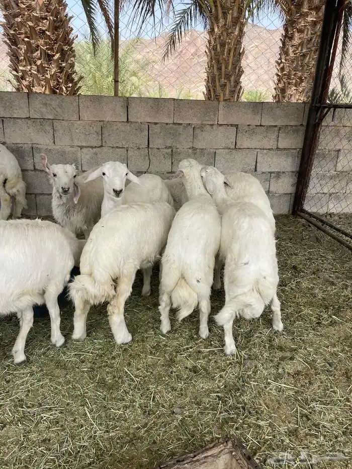 خرفان وارخل 2
