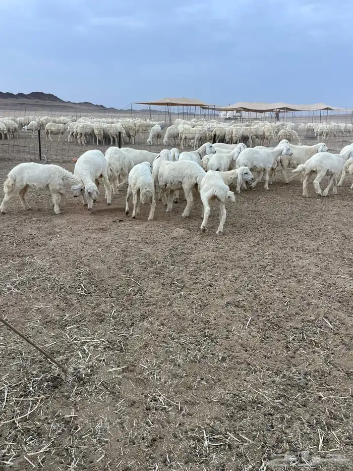 رخال مقنوي 0