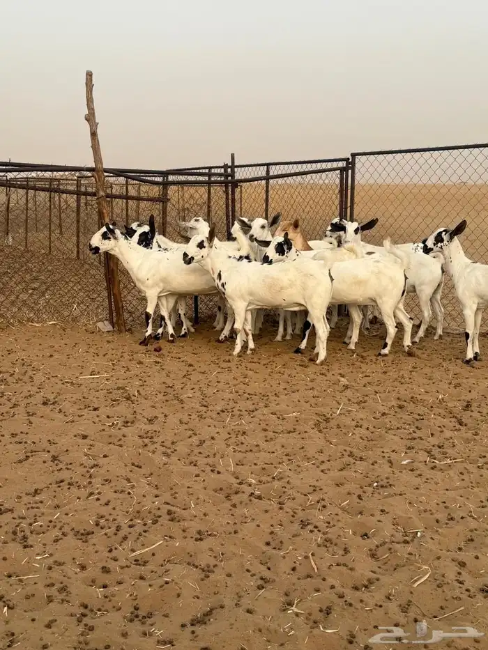 المظيلف 1