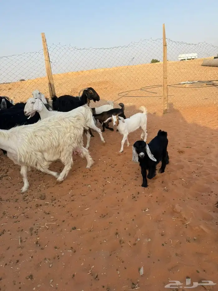 معزاء متابيع 1