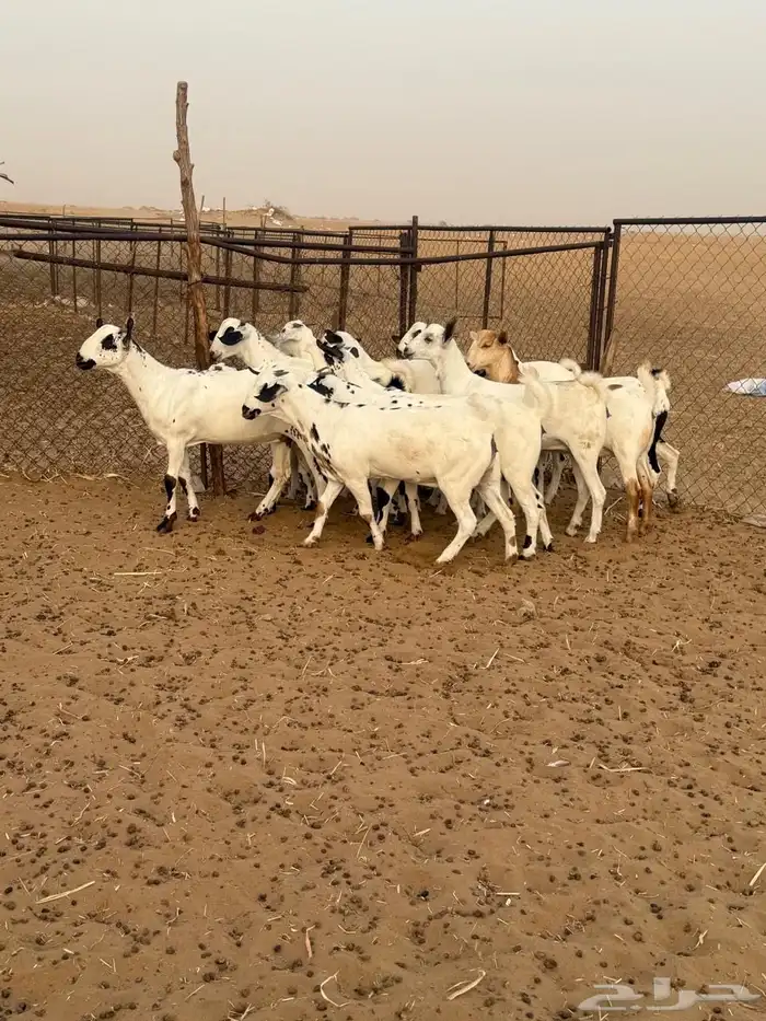 المظيلف 0