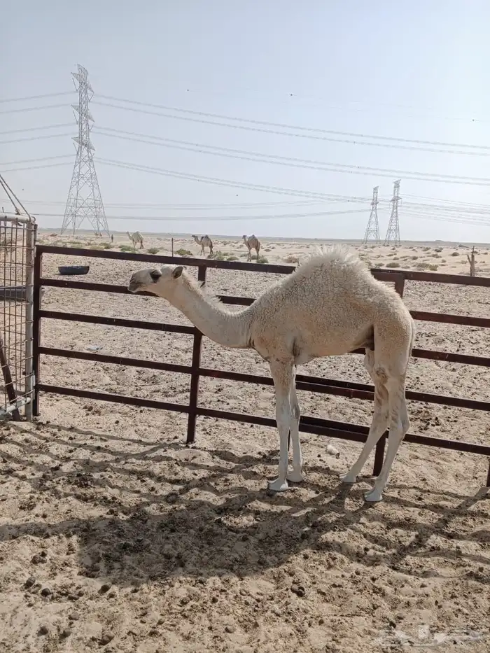 حوار لباني 4شهور ونص 1