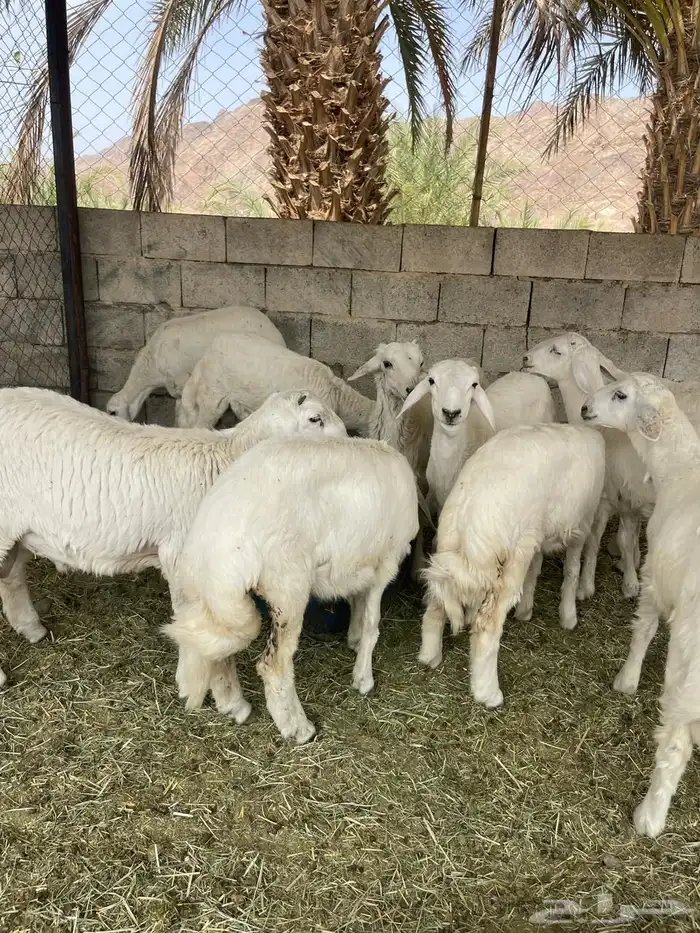 خرفان وارخل 1