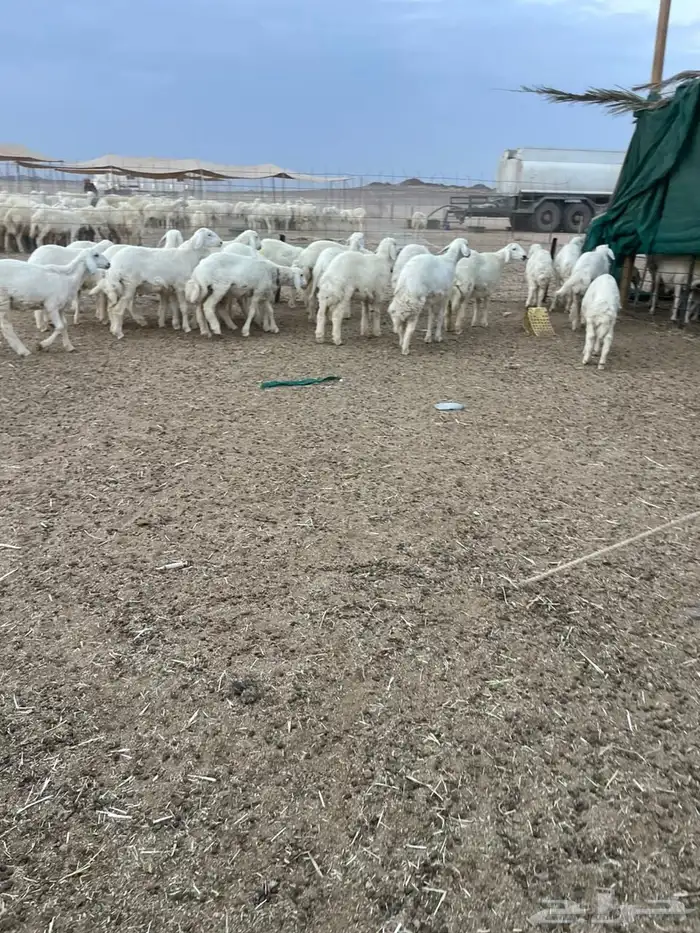 رخال مقنوي 1