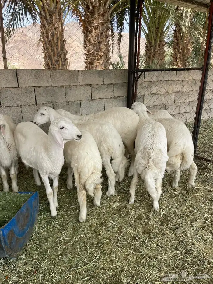 خرفان وارخل 4