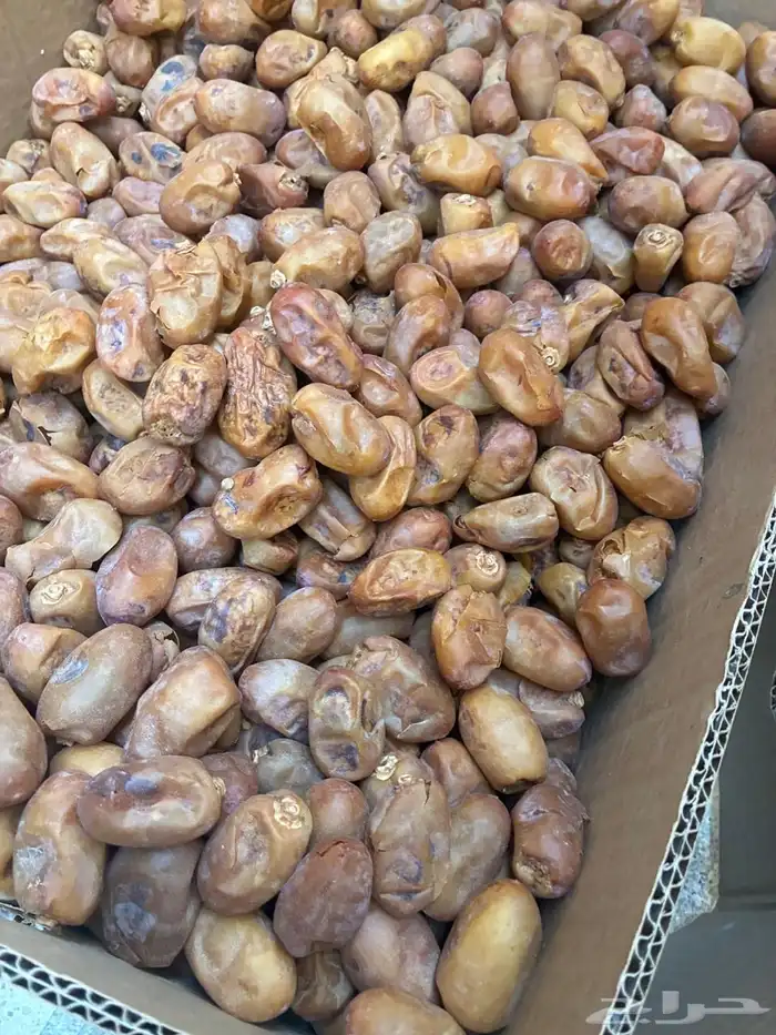 تمر اخلاص 20 كيلو للغنم والابل 0