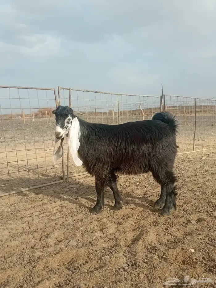 تيس عارضي صنف للبيع الموقع تربه رقم الجوال ( ) 2