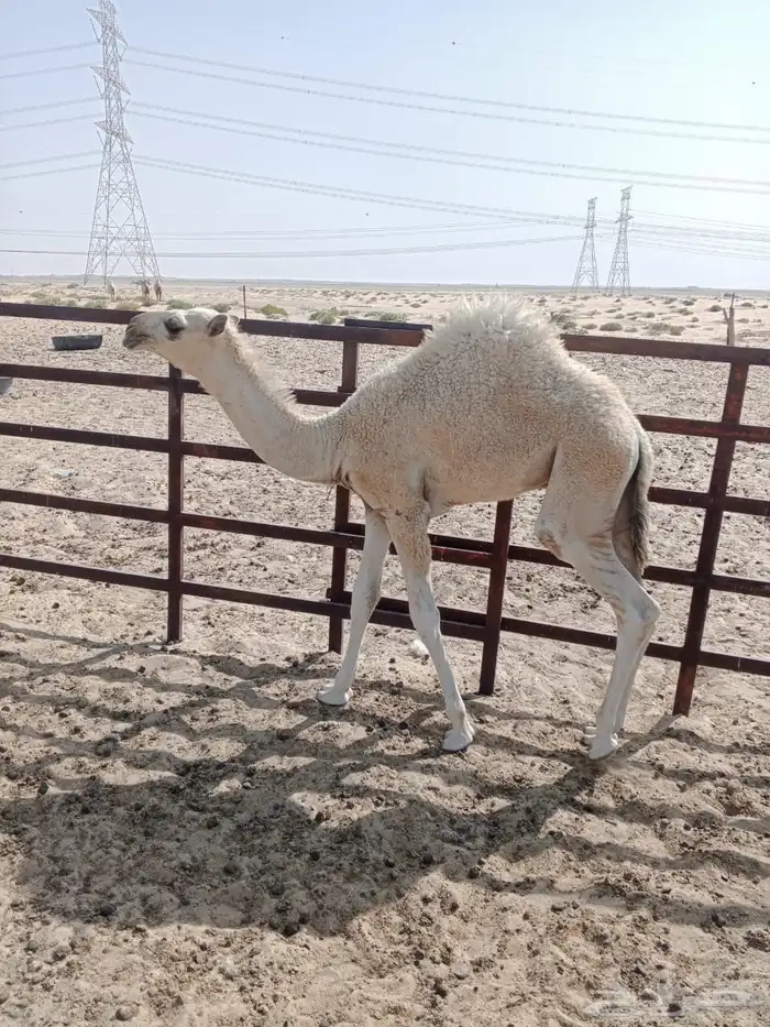 حوار لباني 4شهور ونص 2
