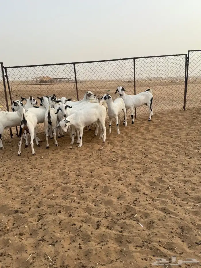 المظيلف 3