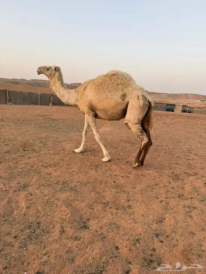 لقحه وضحا وقعود قصب (ارجوا قراءة الإعلان جيدا ) 3