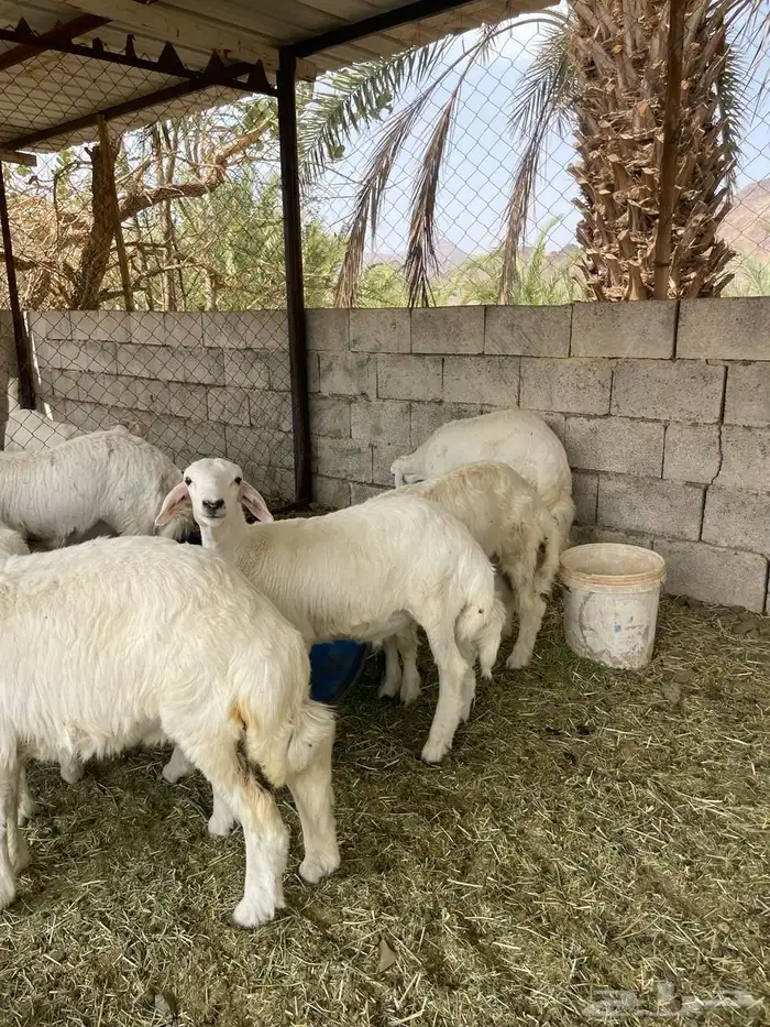 خرفان وارخل 3