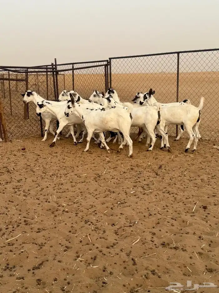 المظيلف 2