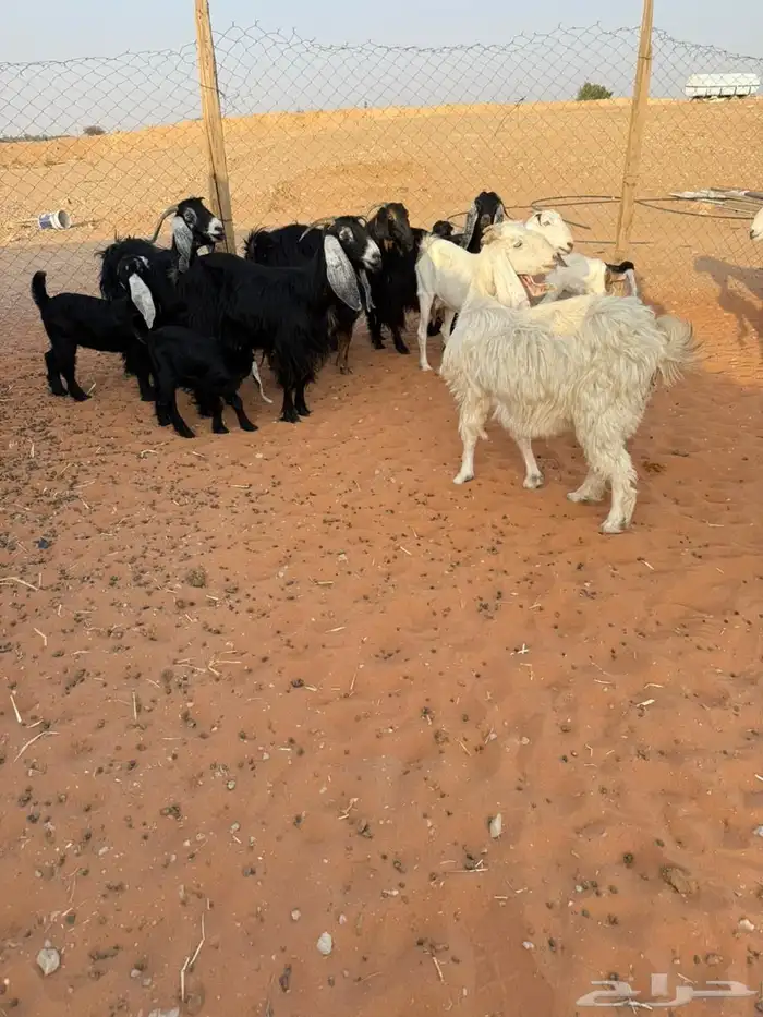 معزاء متابيع 2