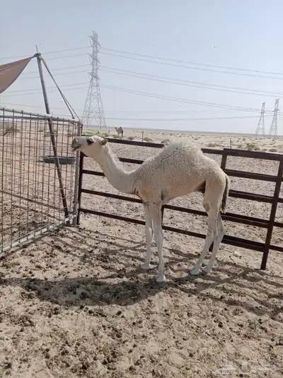 حوار لباني 4شهور ونص index