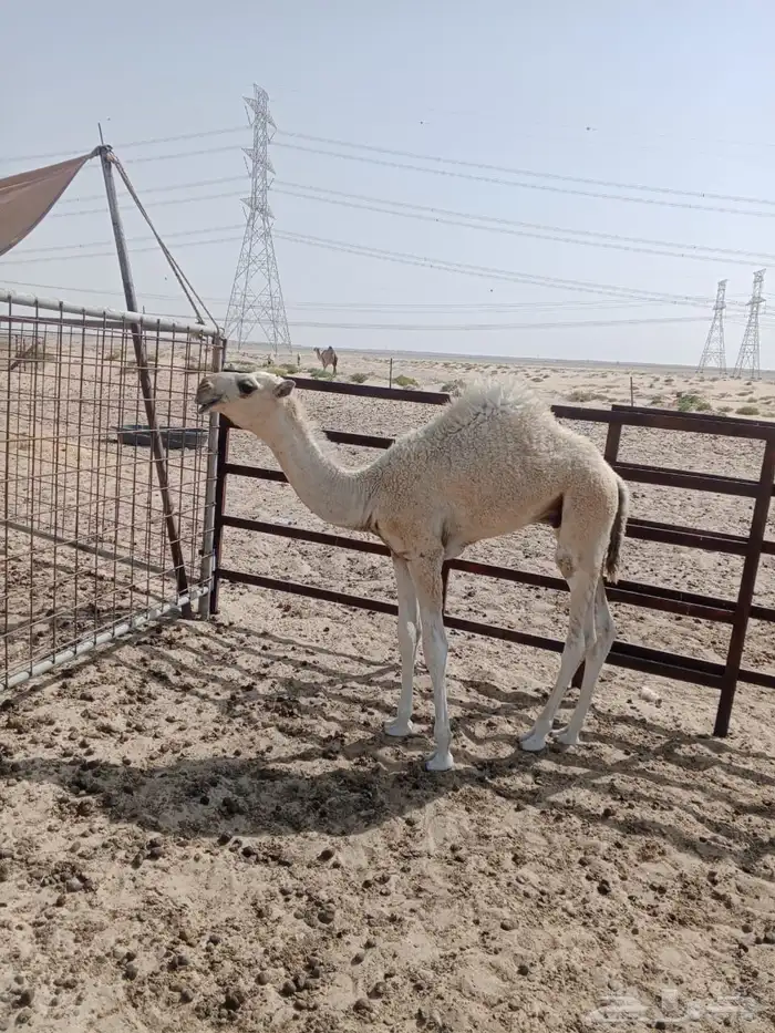 حوار لباني 4شهور ونص 0