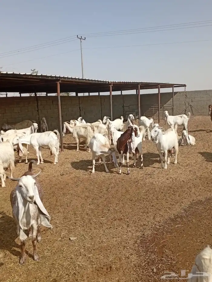 معزا للبيع 1