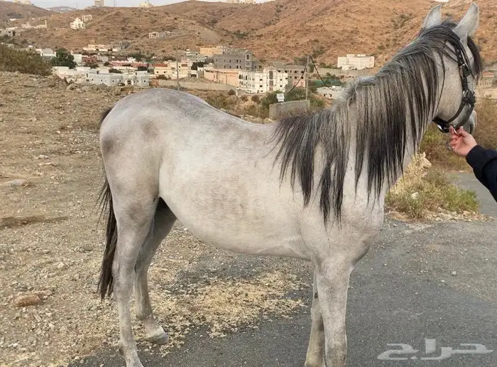 مهر للبيع عمره سنه عربي شعبي 6