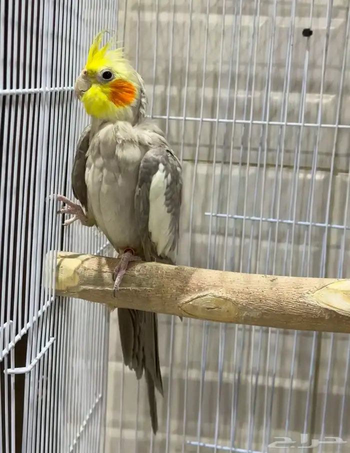 جوزين و ذكور 8