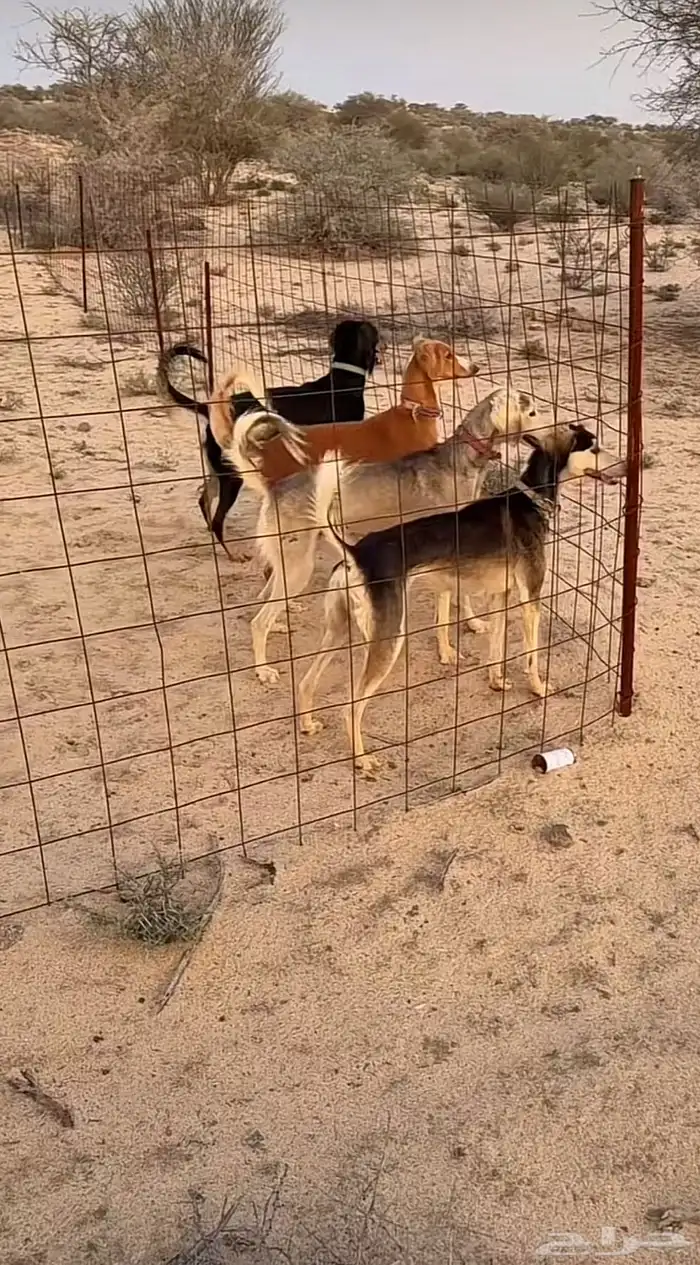 ابحث عن سلوقي او سلقه 0