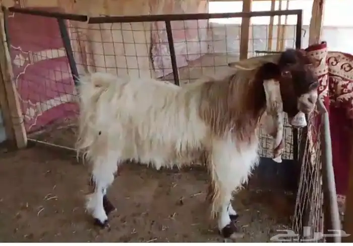 فحل مطور خصم صنف 2