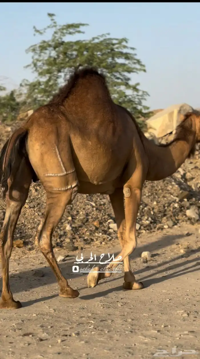 خلفه ساحليه 10