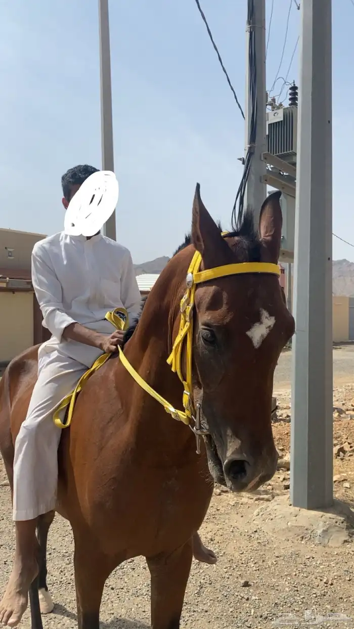 حصان ورق 0
