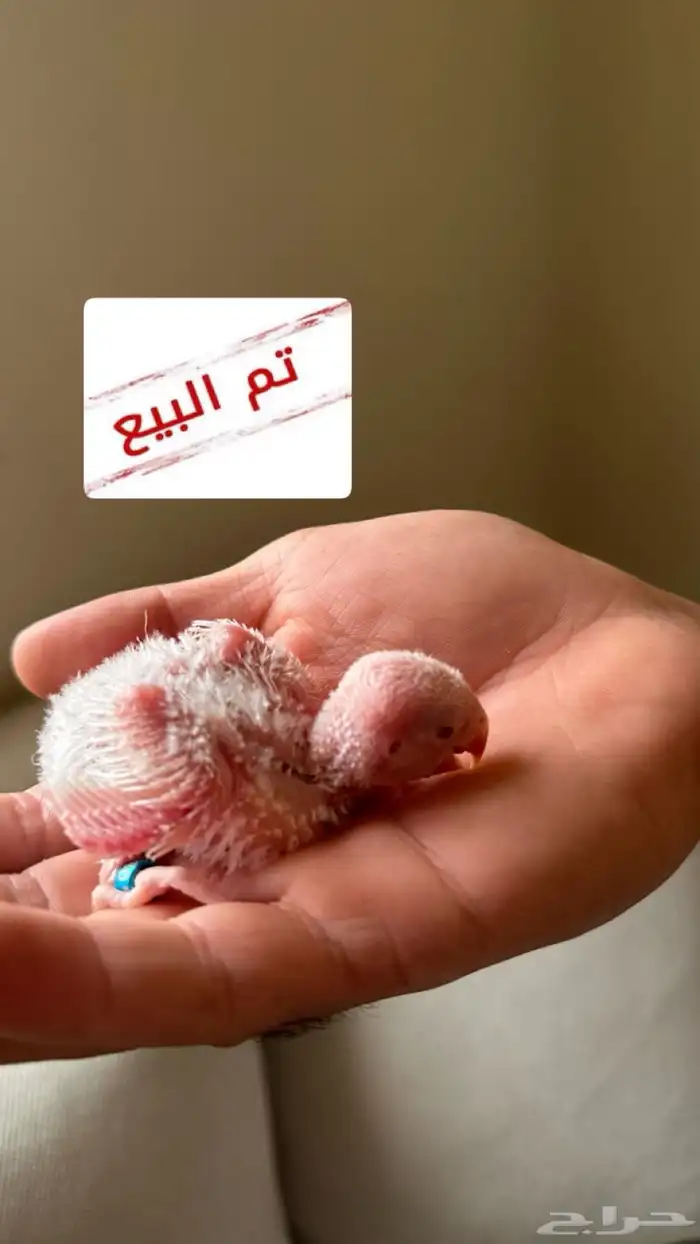 تم البيع فرخ روز البينو صافي( عيون حمراء ) 0