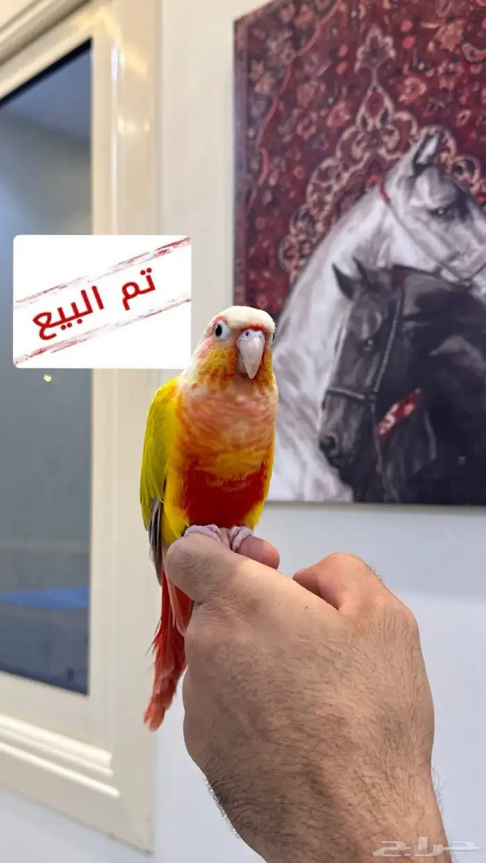 تم_البيع ذكر كنيور (صن شيك ريد فاكتور) 0