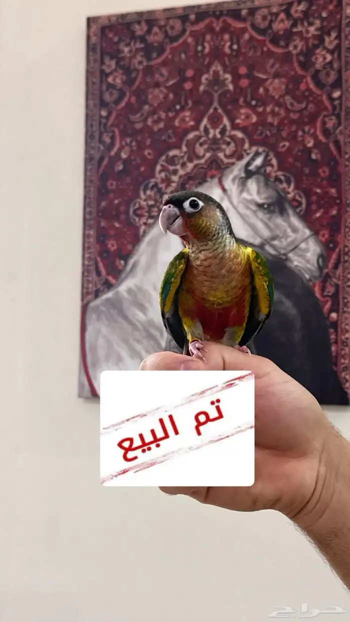 تم البيع فرخ كنيور يلو سايد ( ريد فاكتور ) 0