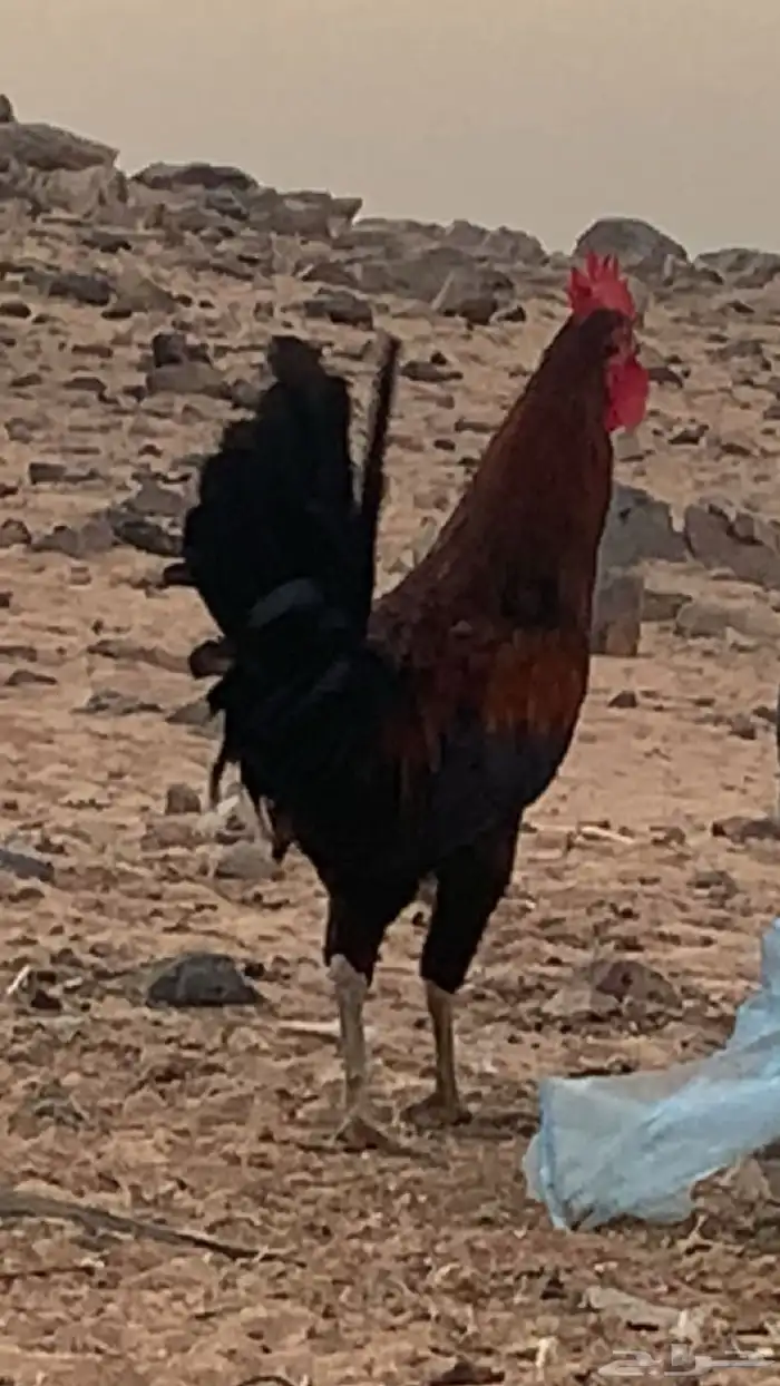 ديك عمره فوق 6 شهور 0