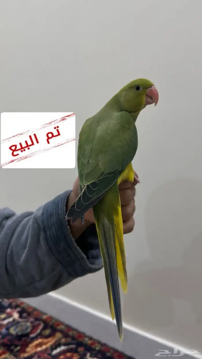 تم البيع فرخ درة هولندي ( يلو هد يلو تل ) 0