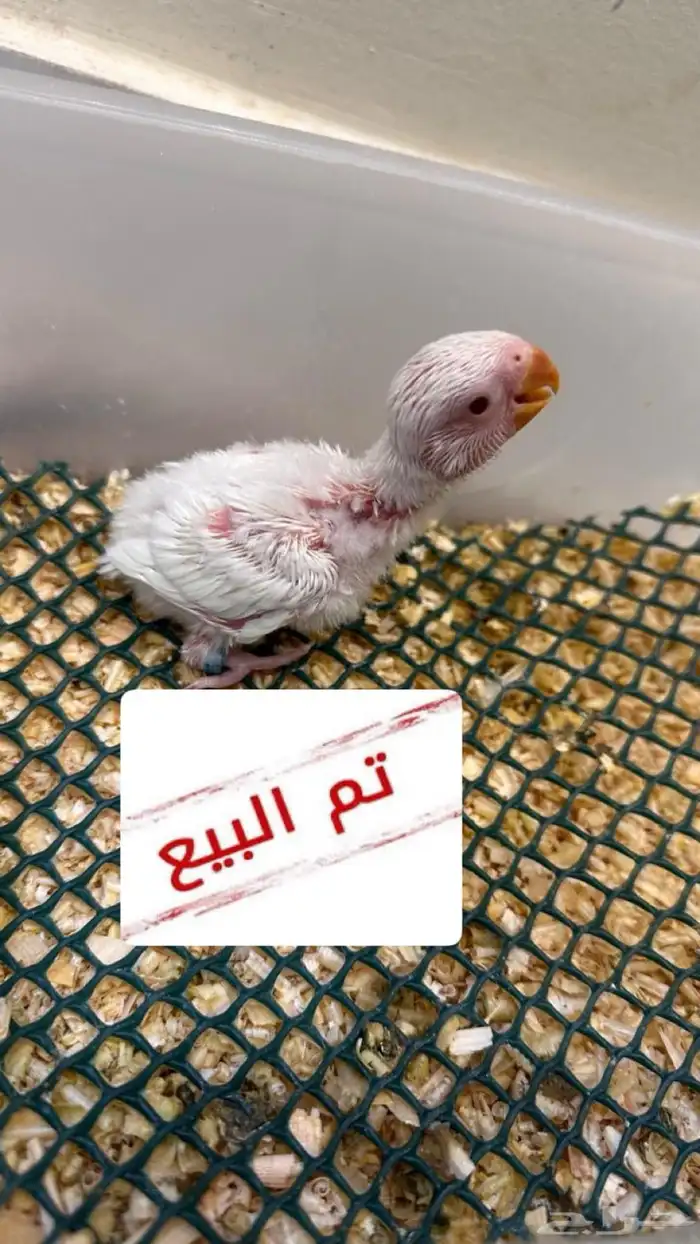 فرخ روز البينو صافي ( عيون حمراء ) 0
