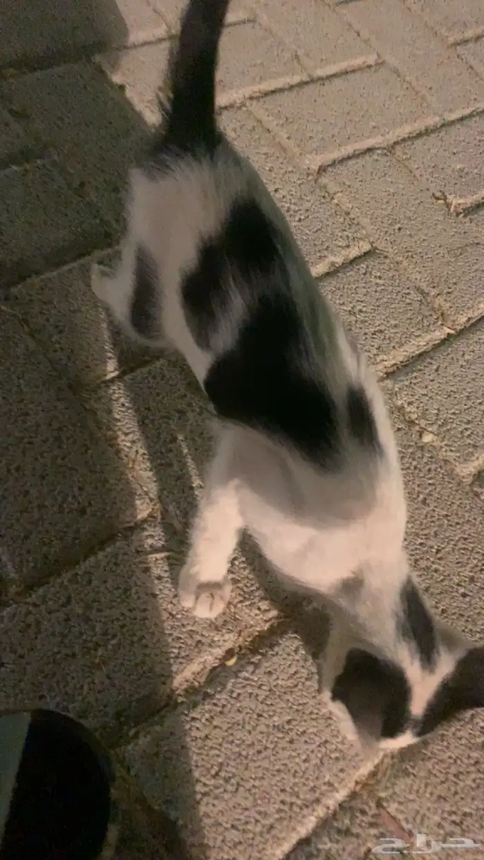 قط رجلة مبتورة 0