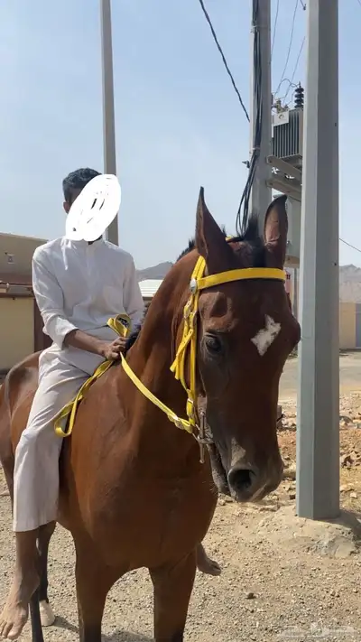 حصان وراق 1