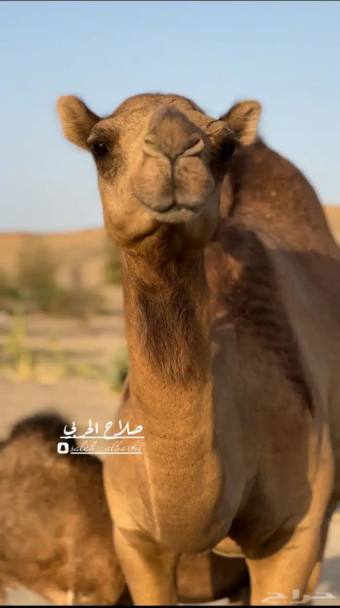 خلفه ساحليه 6