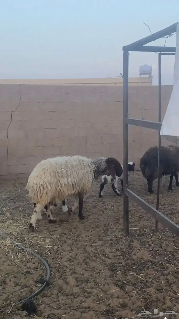 نعيميه للبيع 1