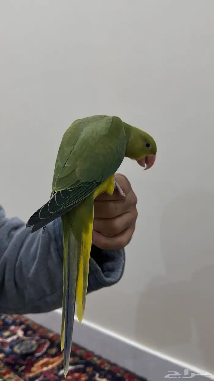 تم البيع فرخ درة هولندي ( يلو هد يلو تل ) 2