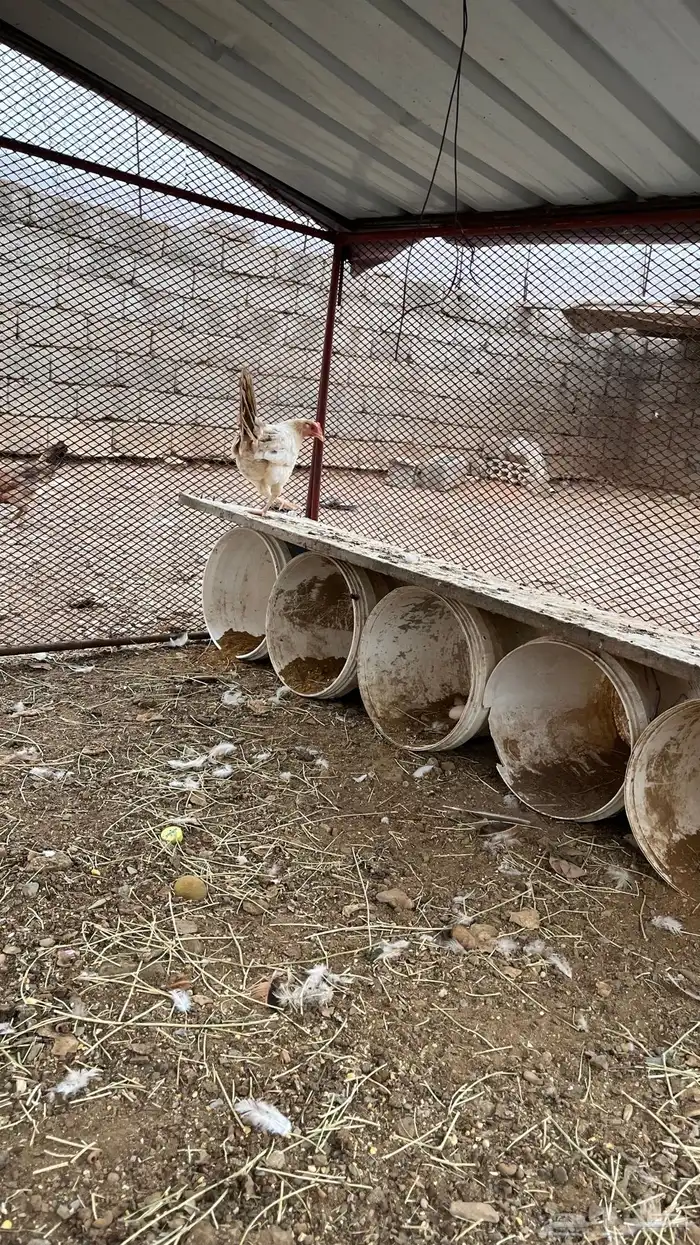 دجاجه بلدي صنف 0