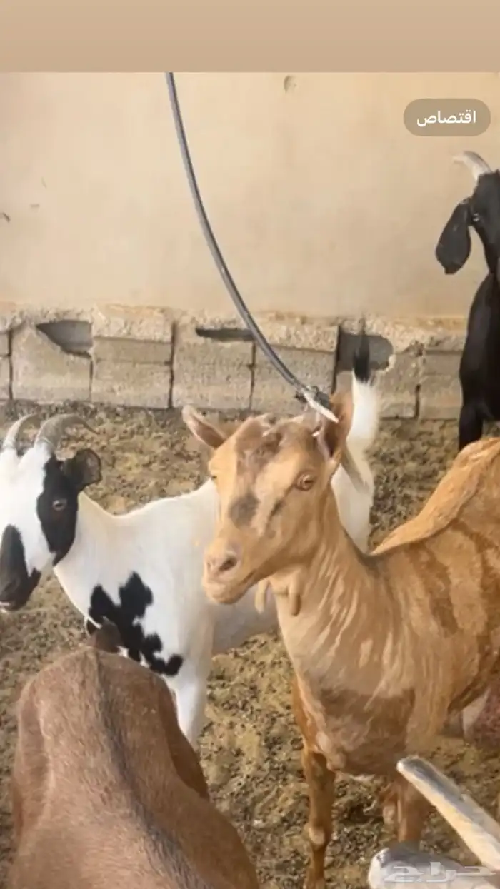 للبيع جفرتين وتيس قزمي 0