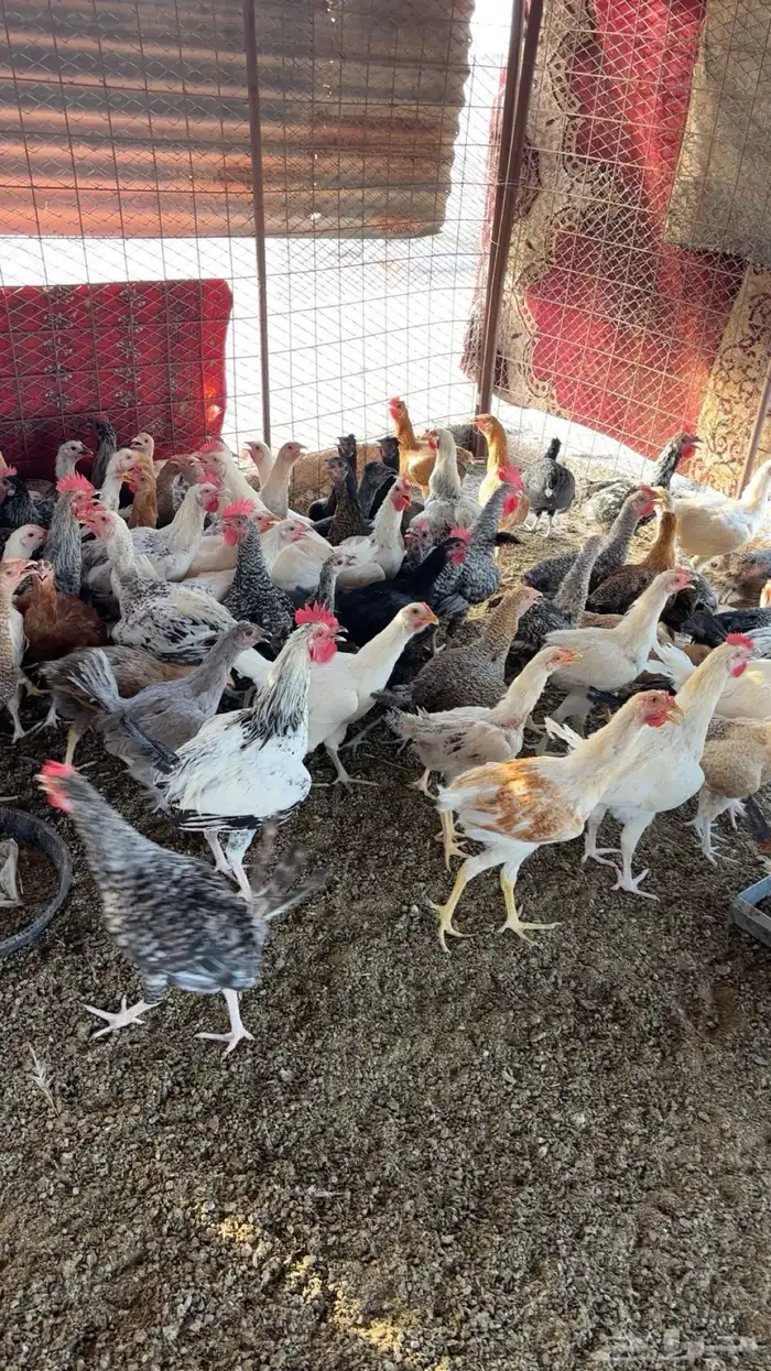للبيع دجاج تركي 3