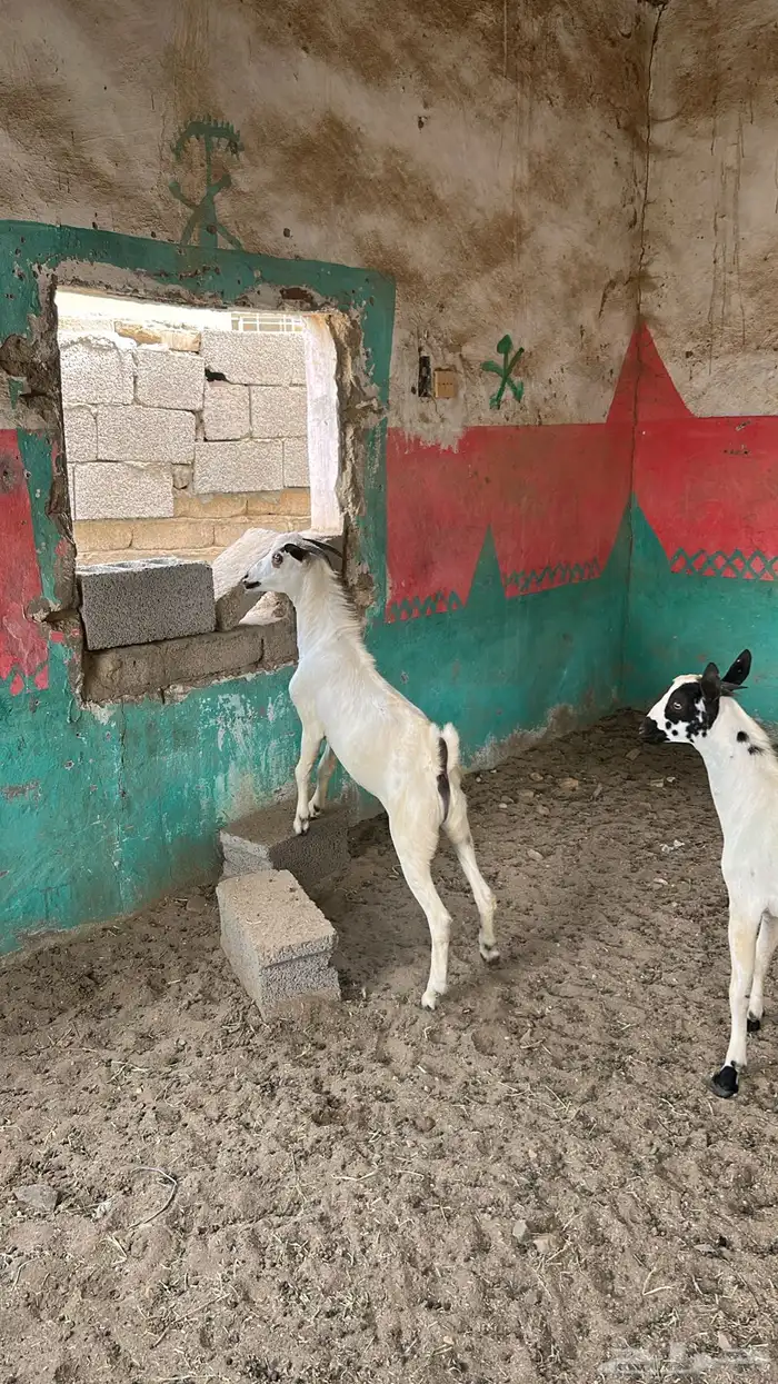 جفران وجفير 6
