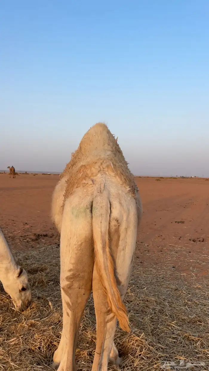 قعود للبيع 2