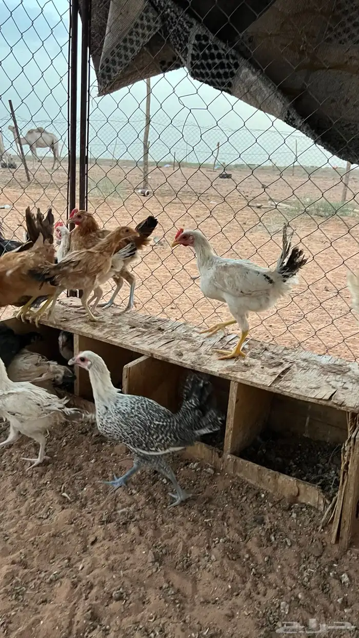 للبيع دجاج بلدي 8