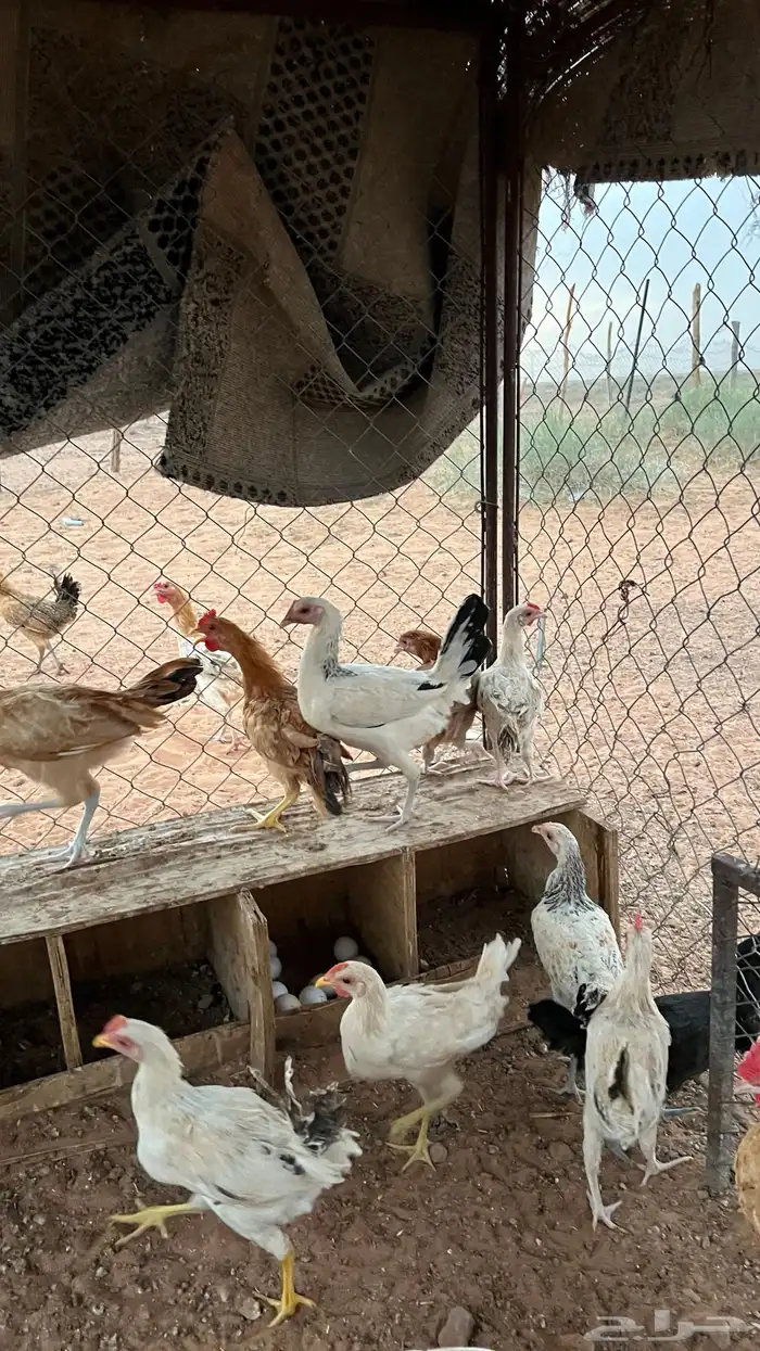 للبيع دجاج بلدي 11