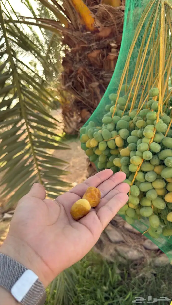 نخل طلع نخل تمر 0